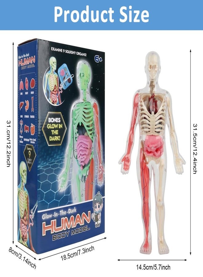 PATPAT® 32 Pieces DIY Assembly Human Skeleton Model Organs Models Kit Glow in The Dark Skeleton Toys Kids Educational Biology Class Tool for Kids Age 6+ - Image 2